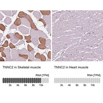 Anti-TNNC2 antibody produced in rabbit Prestige Antibodies&#174; Powered by Atlas Antibodies, affinity isolated antibody, buffered aqueous glycerol solution