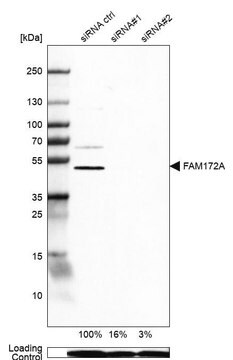 Anti-FAM172A antibody produced in rabbit Prestige Antibodies&#174; Powered by Atlas Antibodies, affinity isolated antibody, buffered aqueous glycerol solution