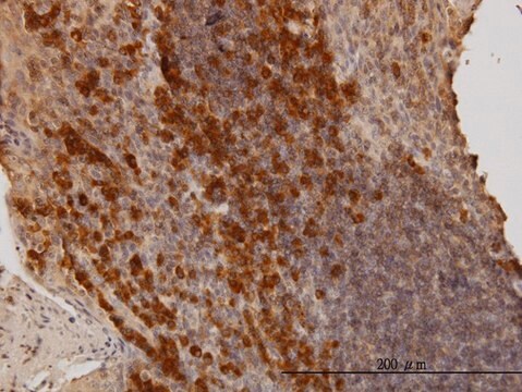 Monoclonal Anti-BAG1, (C-terminal) antibody produced in mouse clone 4C10, purified immunoglobulin, buffered aqueous solution