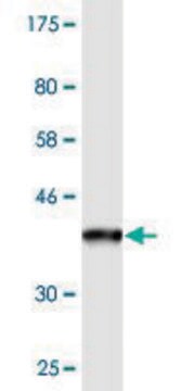 Monoclonal Anti-PPFIBP2, (N-terminal) antibody produced in mouse clone 1B3, purified immunoglobulin, buffered aqueous solution