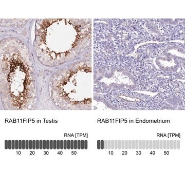 Anti-RAB11FIP5 antibody produced in rabbit Prestige Antibodies&#174; Powered by Atlas Antibodies, affinity isolated antibody, buffered aqueous glycerol solution