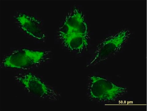 Anti-COX6B1 antibody produced in mouse purified immunoglobulin, buffered aqueous solution