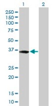 Anti-XPA antibody produced in rabbit purified immunoglobulin, buffered aqueous solution