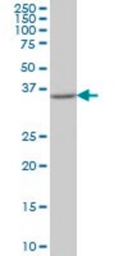 Monoclonal Anti-FLJ20643 antibody produced in mouse clone 4H7, purified immunoglobulin, buffered aqueous solution