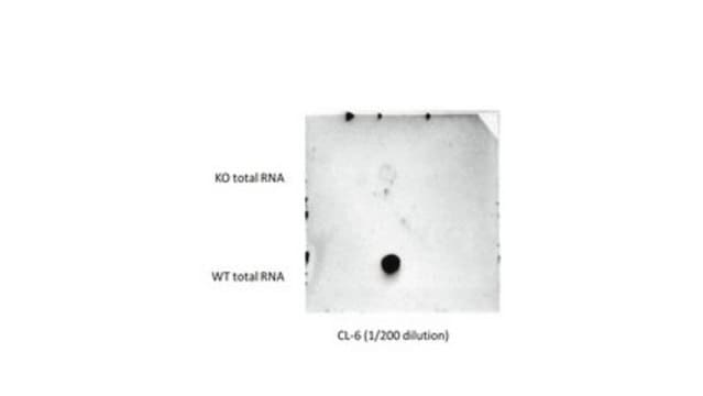 Anti-mS2i6A Antibody, clone CL-6 clone CL-6, from mouse