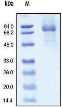 IL 13RA2/CD213 human recombinant, expressed in HEK 293 cells, &#8805;95% (SDS-PAGE)