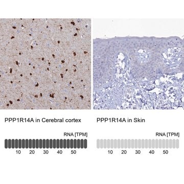 Anti-PPP1R14A antibody produced in rabbit Prestige Antibodies&#174; Powered by Atlas Antibodies, affinity isolated antibody, buffered aqueous glycerol solution