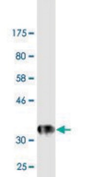 Monoclonal Anti-EFNA5 antibody produced in mouse clone 1A2, purified immunoglobulin, buffered aqueous solution