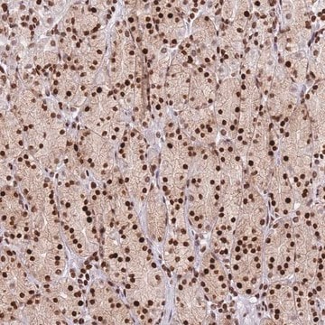 Anti-AK9 antibody produced in rabbit Prestige Antibodies&#174; Powered by Atlas Antibodies, affinity isolated antibody, buffered aqueous glycerol solution