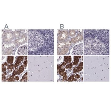 Anti-KIF13B Prestige Antibodies&#174; Powered by Atlas Antibodies, affinity isolated antibody