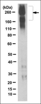 Anti-SCN2A Antibody, clone 5H10.2 clone 5H10.2, from mouse