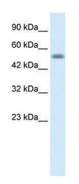 Anti-NUCB1 (C-terminal) antibody produced in rabbit affinity isolated antibody