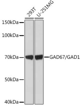 Anti-GAD67/GAD1 Antibody, clone 4I8S8, Rabbit Monoclonal