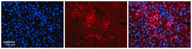 Anti-PPIL2 antibody produced in rabbit affinity isolated antibody