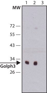 Anti-Golph3 (C-terminal) antibody produced in rabbit ~1.0&#160;mg/mL, affinity isolated antibody