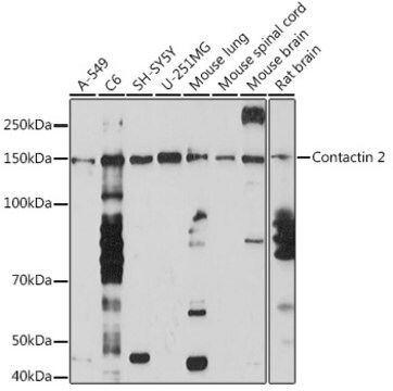 Anti-Contactin 2 Antibody, clone 4R2S3, Rabbit Monoclonal