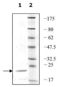 UEV1A active human recombinant, expressed in E. coli, &#8805;80% (SDS-PAGE)