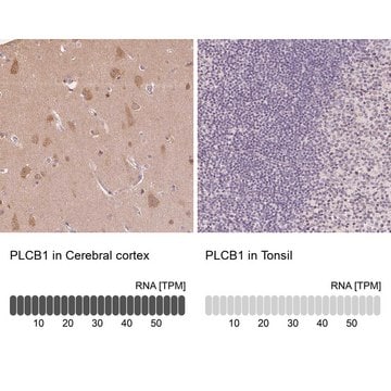 Anti-PLCB1 antibody produced in rabbit Prestige Antibodies&#174; Powered by Atlas Antibodies, affinity isolated antibody, buffered aqueous glycerol solution