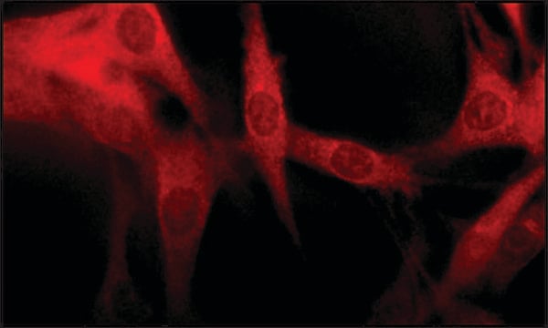 Anti-Early Endosomal Antigen 1 (C-terminal) antibody produced in rabbit ~1&#160;mg/mL, affinity isolated antibody, buffered aqueous solution