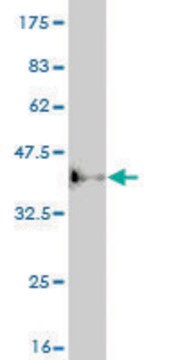 ANTI-ASCL1 antibody produced in mouse clone 1C5, purified immunoglobulin, buffered aqueous solution