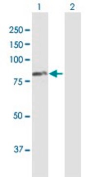 Anti-RHOT1 antibody produced in mouse purified immunoglobulin, buffered aqueous solution