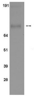 Anti-phospho-STAT1 (Ser 727) Antibody, clone 12C5 clone 12C5, Upstate&#174;, from mouse