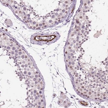 Anti-VWF antibody produced in rabbit Ab2, Prestige Antibodies&#174; Powered by Atlas Antibodies, affinity isolated antibody, buffered aqueous glycerol solution