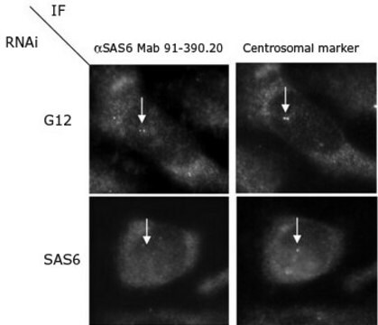 Anti-HsSAS-6 Antibody, clone 91.390.21 from mouse