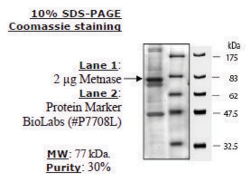 Metnase (SETMAR) human recombinant, expressed in FreeStyle&#8482; 293-F cells, &#8805;30% (SDS-PAGE)