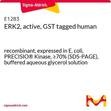 ERK2，活性，GST 标记 人 recombinant, expressed in E. coli, PRECISIO&#174; Kinase, &#8805;70% (SDS-PAGE), buffered aqueous glycerol solution