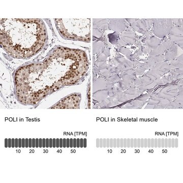 Anti-POLI antibody produced in rabbit Prestige Antibodies&#174; Powered by Atlas Antibodies, affinity isolated antibody