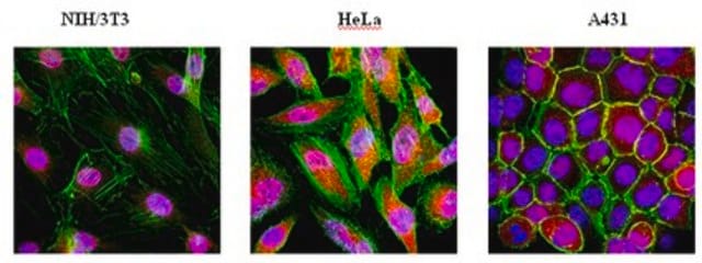 Anti-Cytoplasmic FMR1-interacting protein 1 Antibody from rabbit, purified by affinity chromatography