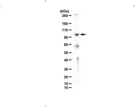 Anty-TDRD3 from rabbit