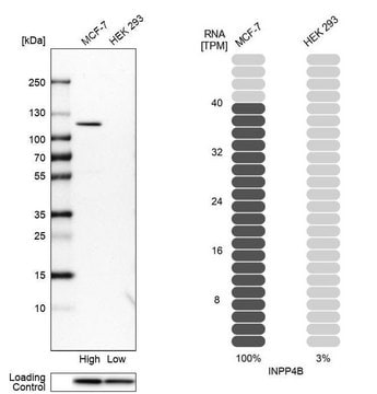 Anti-INPP4B antibody produced in rabbit Prestige Antibodies&#174; Powered by Atlas Antibodies, affinity isolated antibody, buffered aqueous glycerol solution