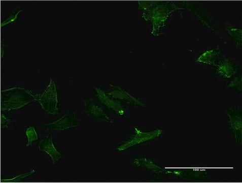 Monoclonal Anti-GPC5 antibody produced in mouse clone 1B8, purified immunoglobulin, buffered aqueous solution