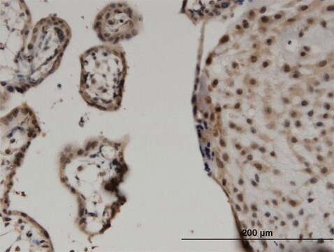 Monoclonal Anti-WWTR1 antibody produced in mouse clone 1F1, purified immunoglobulin, buffered aqueous solution