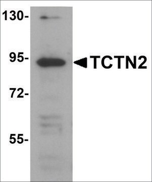 Anti-TCTN2 antibody produced in rabbit affinity isolated antibody, buffered aqueous solution