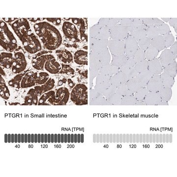 Anti-PTGR1 antibody produced in rabbit Prestige Antibodies&#174; Powered by Atlas Antibodies, affinity isolated antibody, buffered aqueous glycerol solution