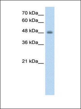 Anti-RNF128 antibody produced in rabbit IgG fraction of antiserum