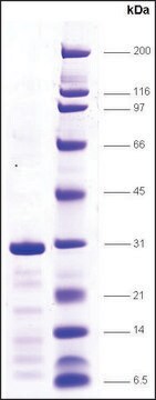 TFIIF (RAP30 subunit) human recombinant, expressed in E. coli, &#8805;80% (SDS-PAGE)