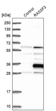 Anti-RASSF3 antibody produced in rabbit Prestige Antibodies&#174; Powered by Atlas Antibodies, affinity isolated antibody, buffered aqueous glycerol solution