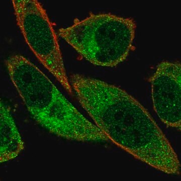 Anti-ABCA13 antibody produced in rabbit Prestige Antibodies&#174; Powered by Atlas Antibodies, affinity isolated antibody