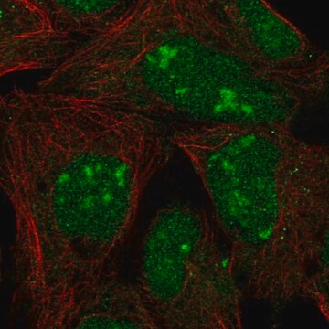 Anti-L3MBTL3 antibody produced in rabbit Prestige Antibodies&#174; Powered by Atlas Antibodies, affinity isolated antibody