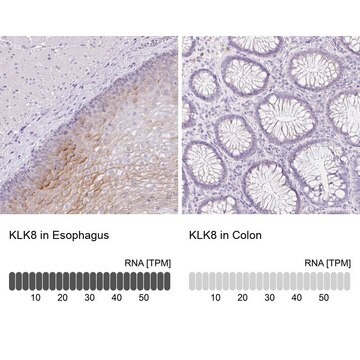 Anti-KLK8 antibody produced in rabbit Prestige Antibodies&#174; Powered by Atlas Antibodies, affinity isolated antibody, buffered aqueous glycerol solution