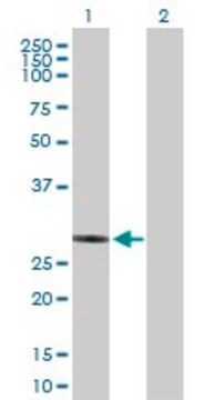 Anti-NUBPL antibody produced in mouse purified immunoglobulin, buffered aqueous solution