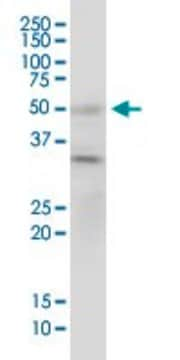 Monoclonal Anti-BAG5 antibody produced in mouse clone 2E2, purified immunoglobulin, buffered aqueous solution