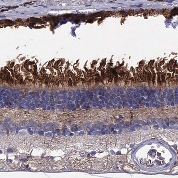 Anti-BCO2 antibody produced in rabbit Prestige Antibodies&#174; Powered by Atlas Antibodies, affinity isolated antibody, buffered aqueous glycerol solution