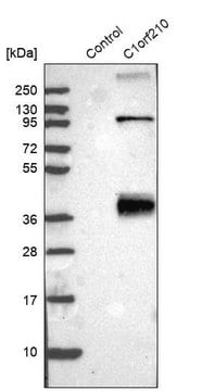 Anti-C1orf210 antibody produced in rabbit Prestige Antibodies&#174; Powered by Atlas Antibodies, affinity isolated antibody, buffered aqueous glycerol solution