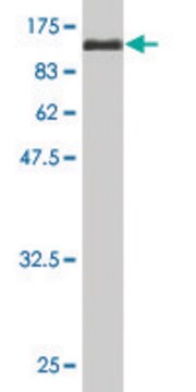 Monoclonal Anti-DNM1L antibody produced in mouse clone 1D6, purified immunoglobulin, buffered aqueous solution