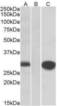 Anti-MID1IP1 antibody produced in goat affinity isolated antibody, buffered aqueous solution